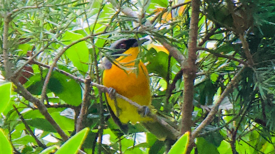 Bubú Frentinegro - ML647559530