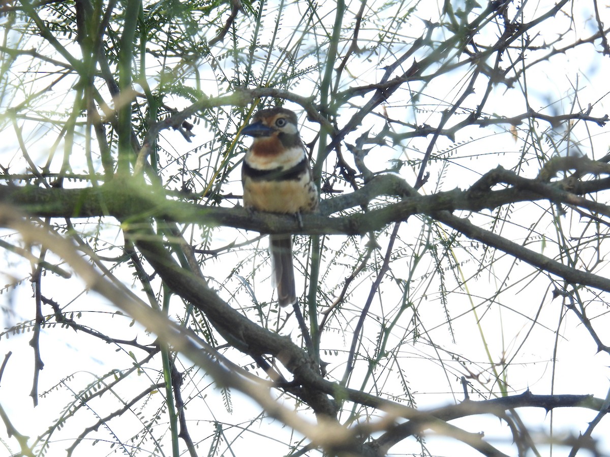 Buco Bobito - ML647559534