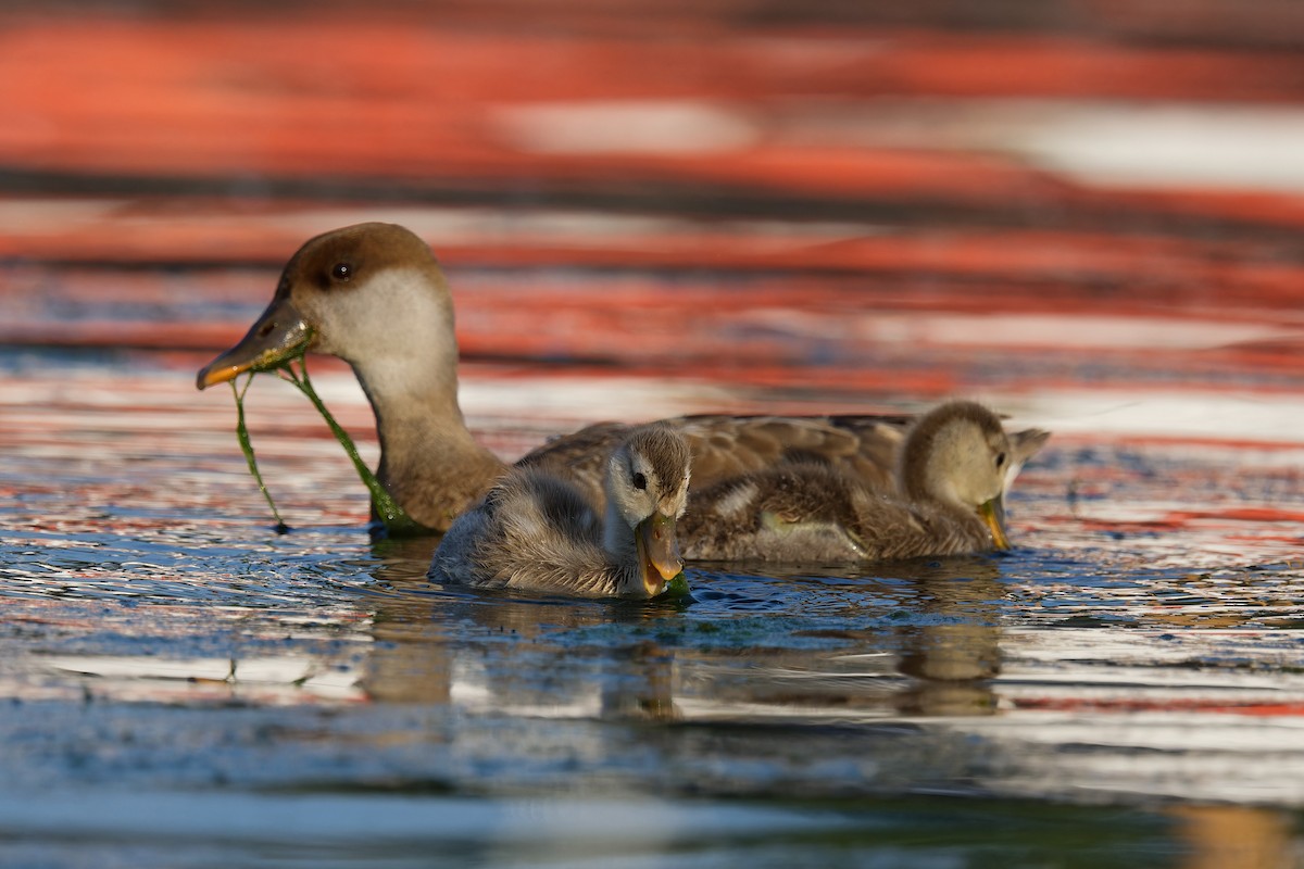 Pato Colorado - ML647559535
