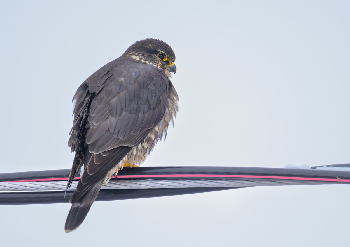 Esmerejón - ML647559536