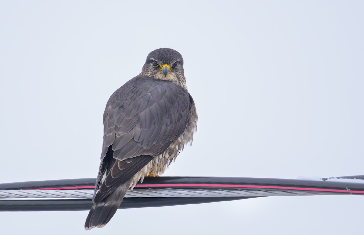 Esmerejón - ML647559537