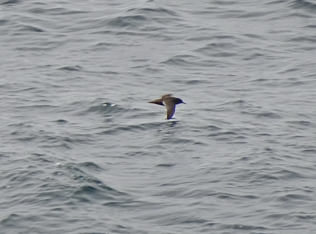 Pardela Sombría - ML647559538