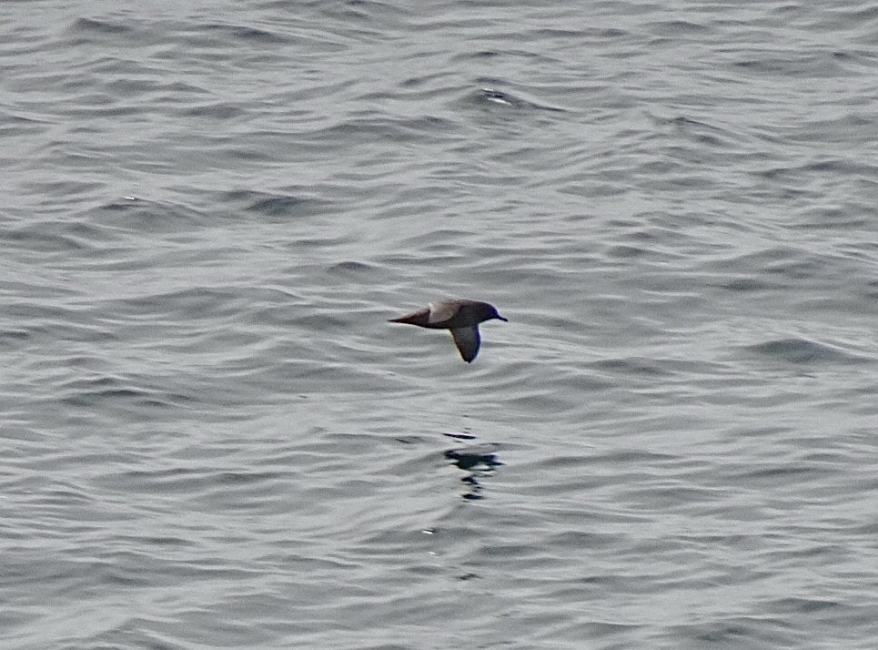 Pardela Sombría - ML647559539