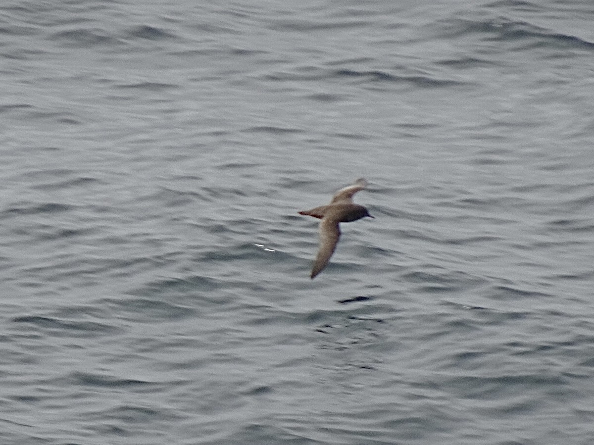 Pardela Sombría - ML647559540