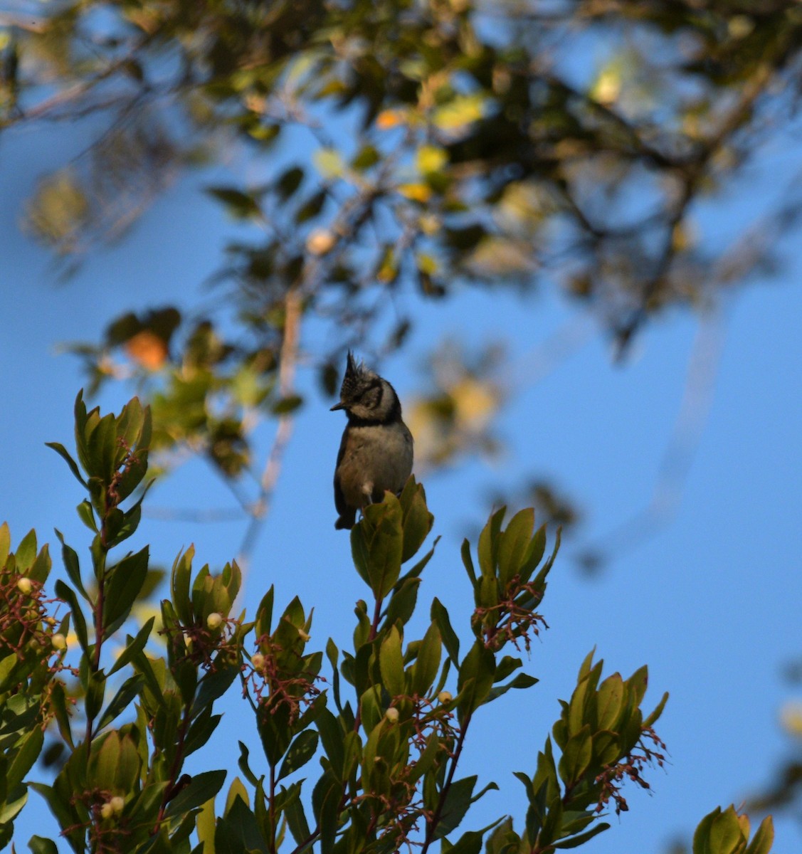 Herrerillo Capuchino - ML647559541