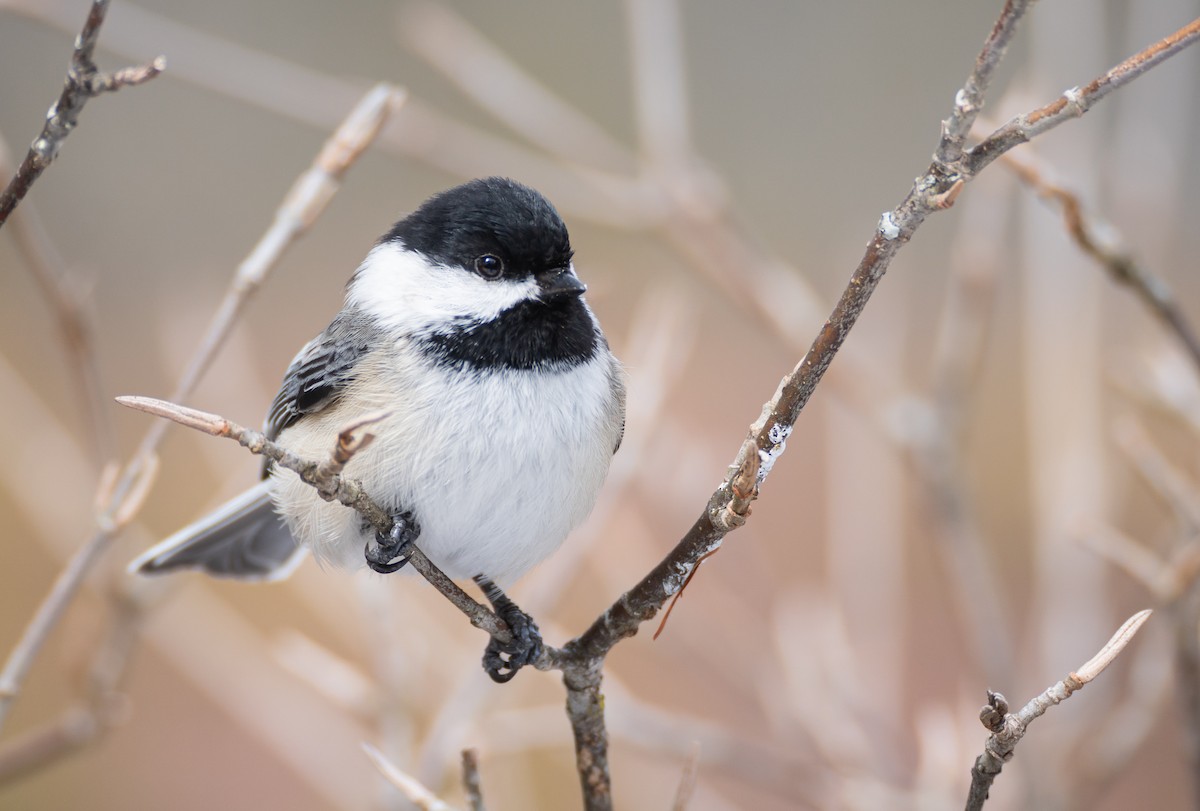 Carbonero Cabecinegro - ML647559543