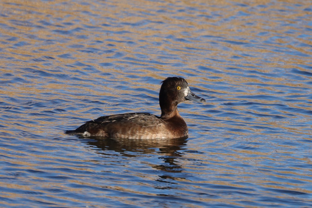 Porrón Moñudo - ML647559546