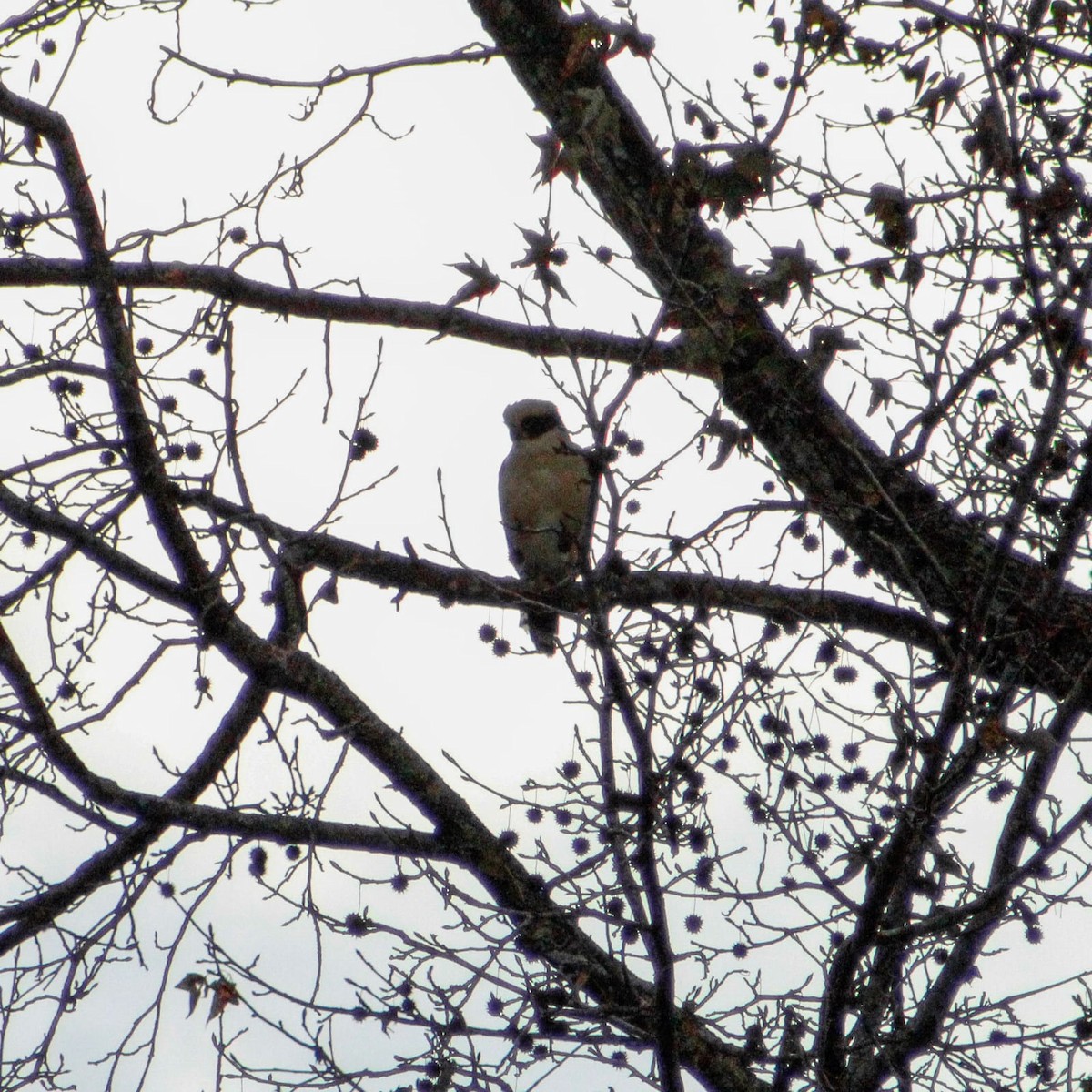 Halcón Reidor - ML647559547