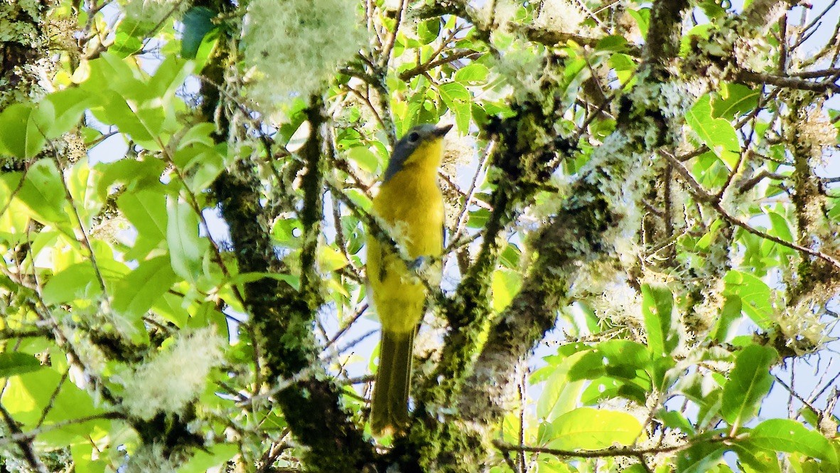 Gladiador Cabecigrís - ML647559552