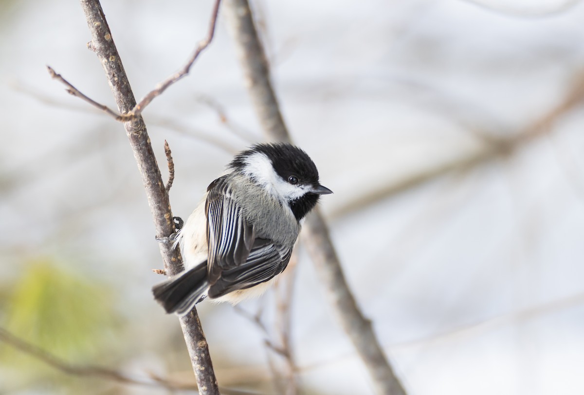 Carbonero Cabecinegro - ML647559554