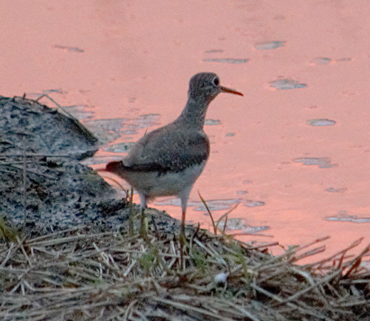 Archibebe Patigualdo Chico - ML647559555