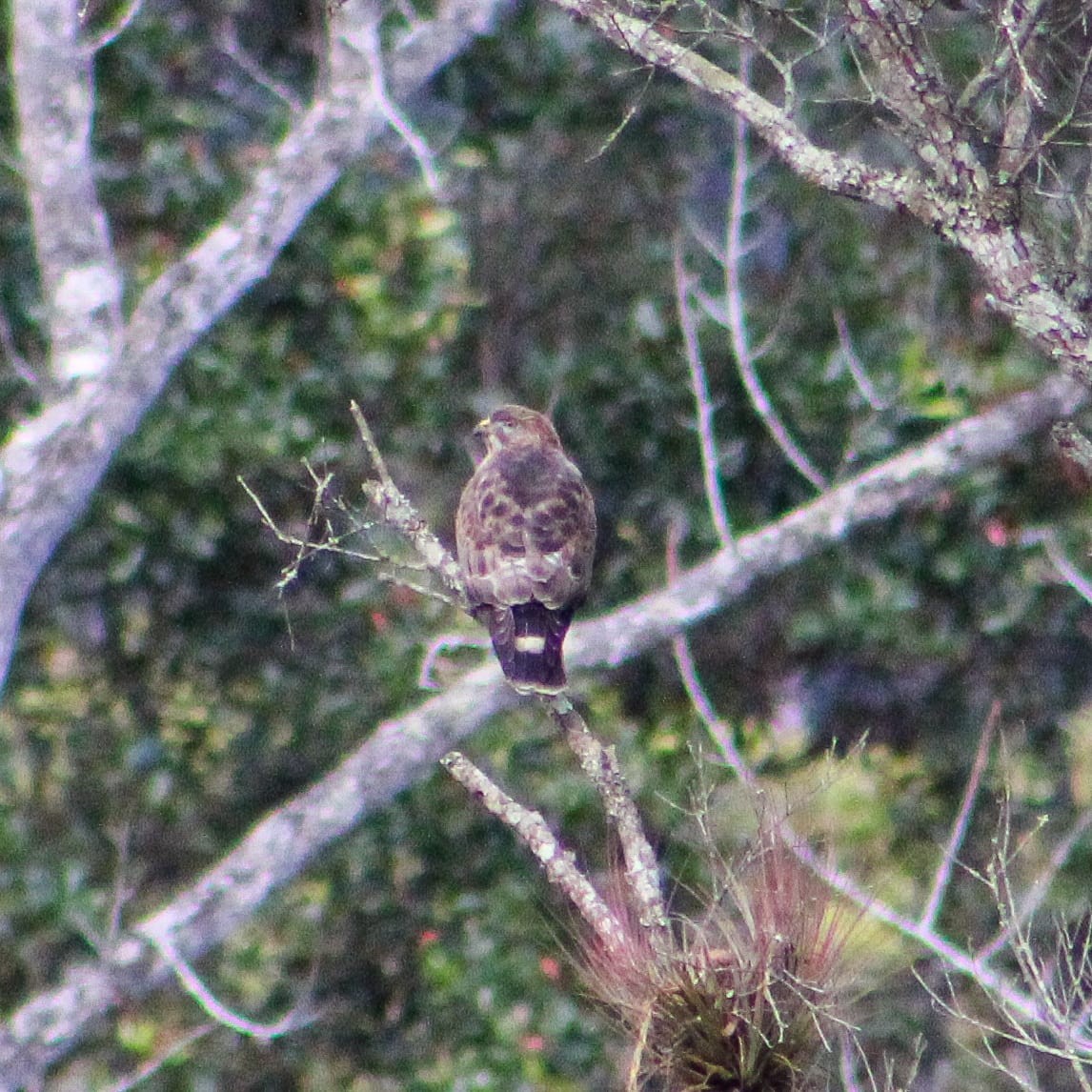 Busardo Aliancho - ML647559562