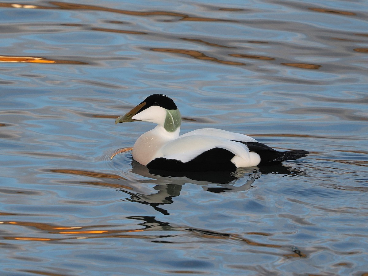 Éider Común - ML647559564