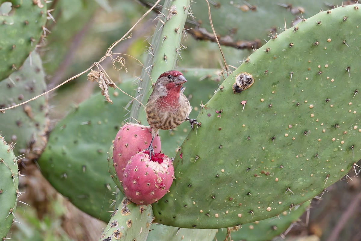 Camachuelo Mexicano - ML647559566
