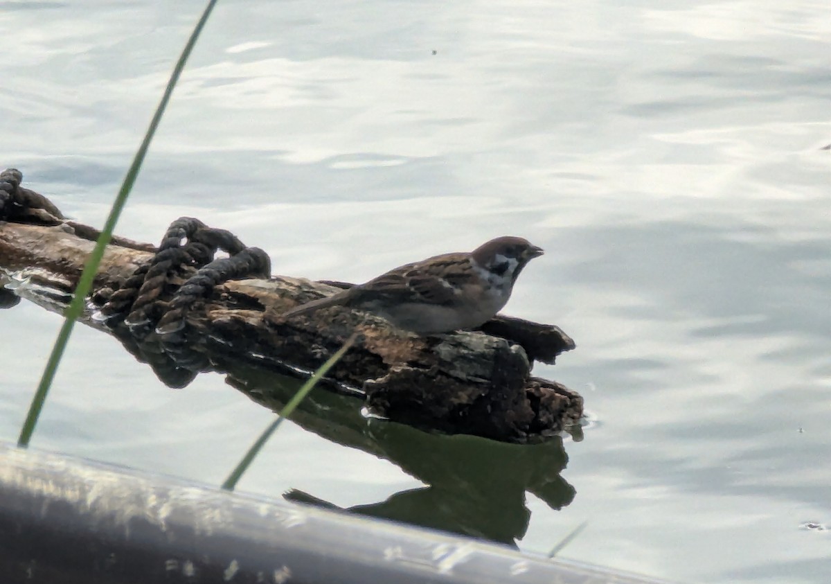 Eurasian Tree Sparrow - ML647559596