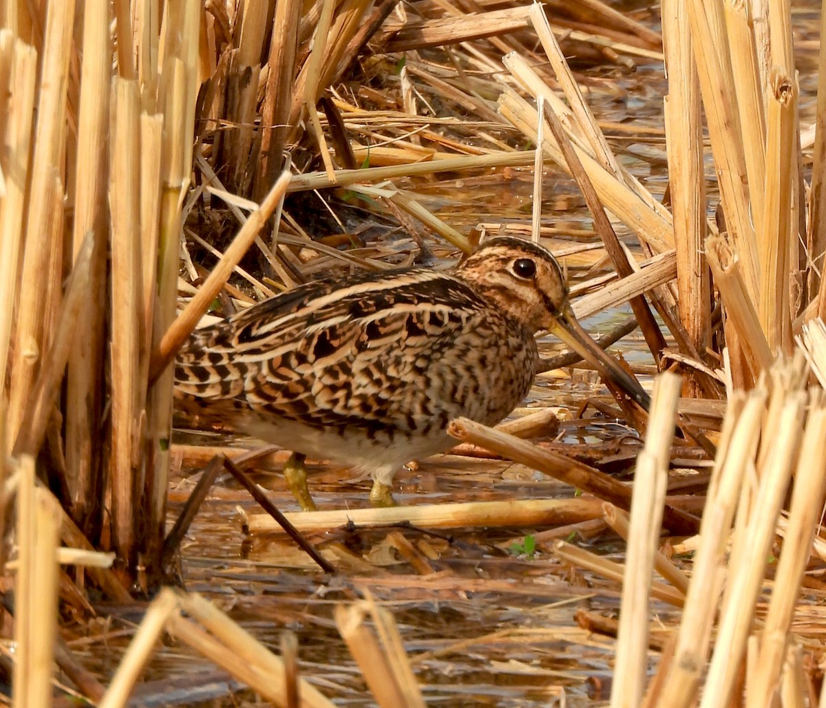 ハリオシギ - ML647559599