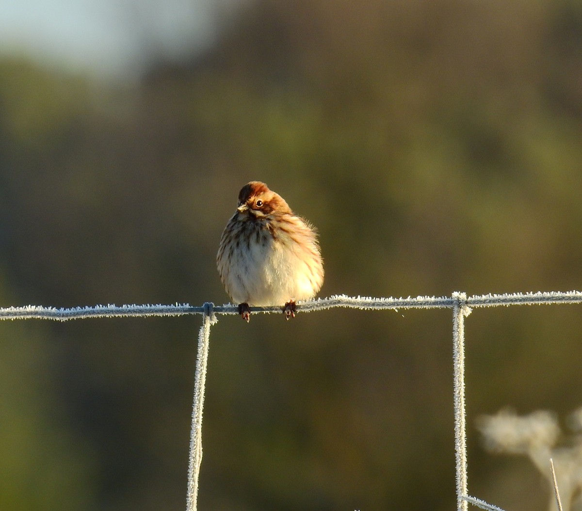 Reed Bunting - ML647559607