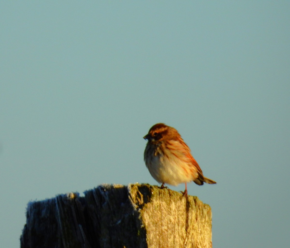 Reed Bunting - ML647559608