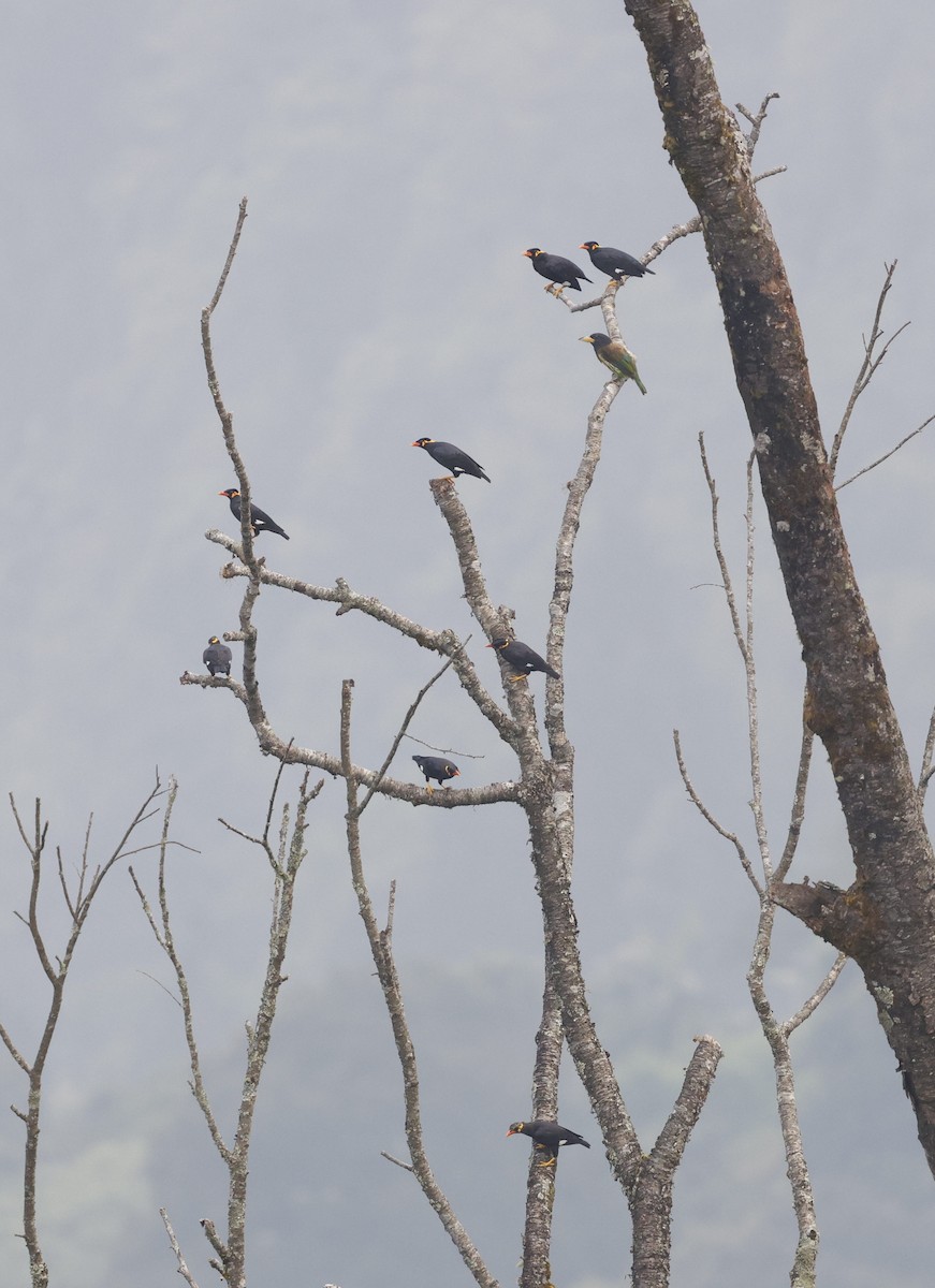 Great Barbet - ML647559617
