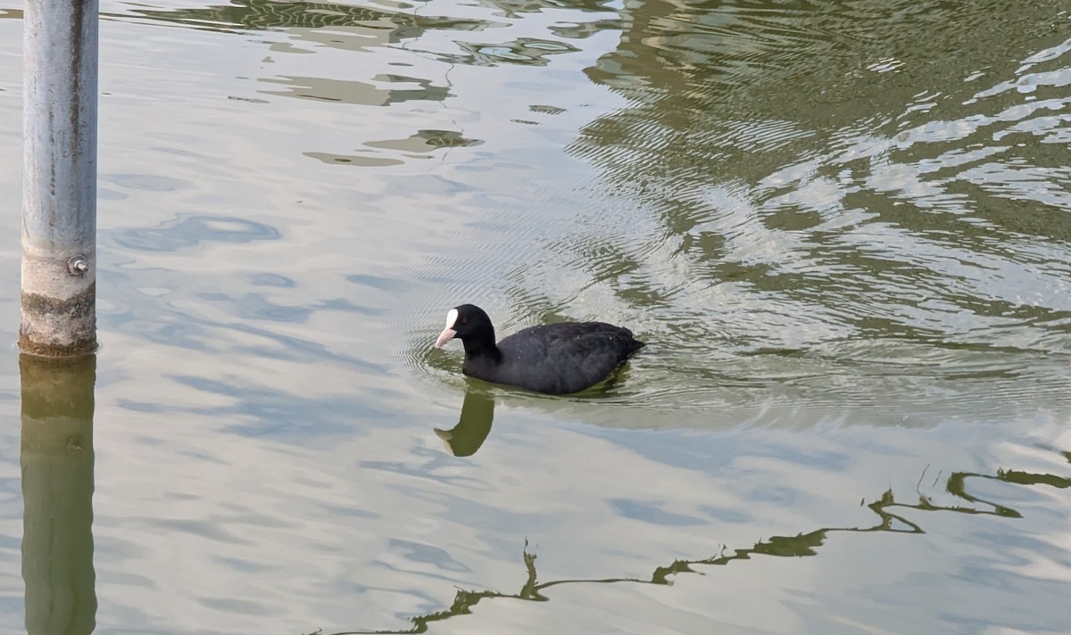 Eurasian Coot - ML647559622