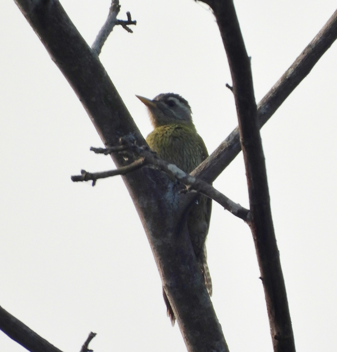 Streak-throated Woodpecker - ML647559623