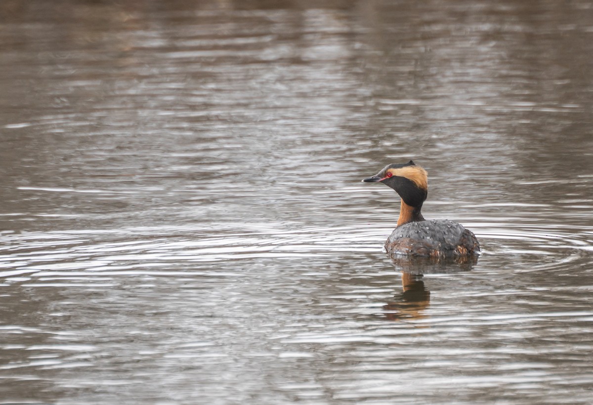 Grèbe esclavon - ML647559626