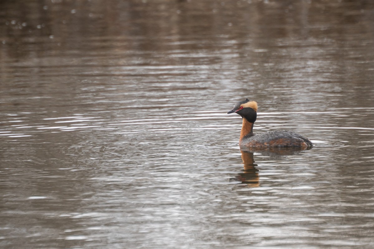 Grèbe esclavon - ML647559627