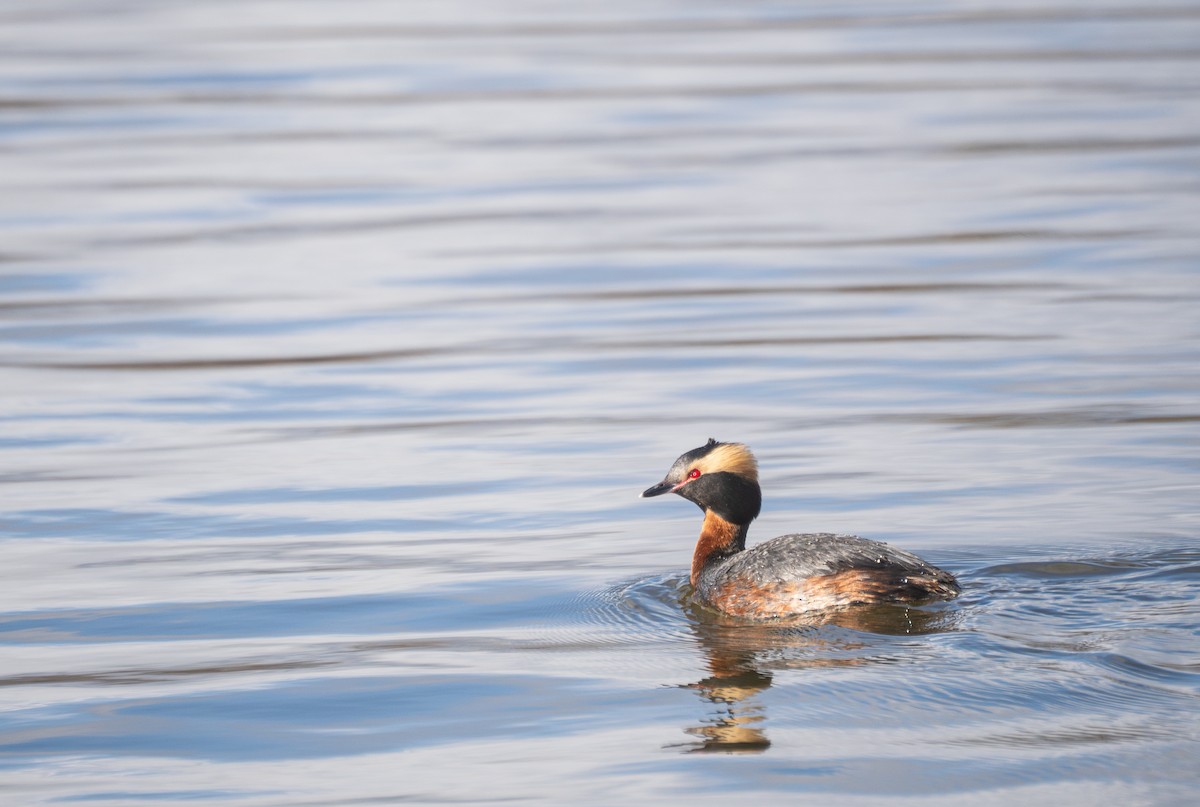 Grèbe esclavon - ML647559628