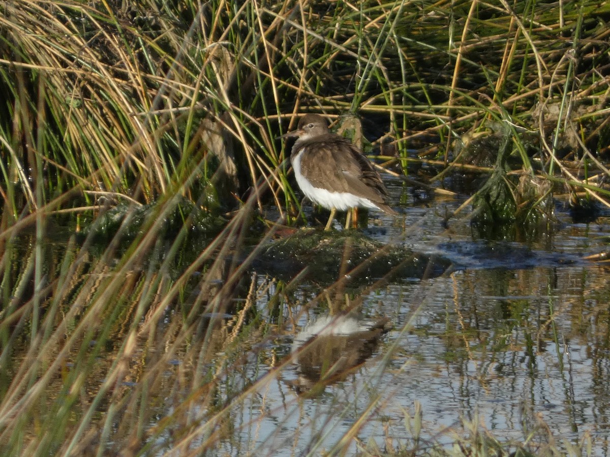 Common Sandpiper - ML647559655