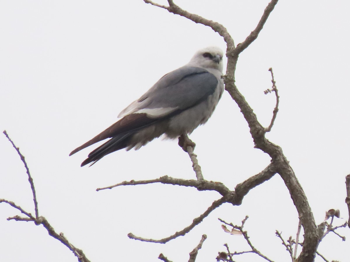 Mississippi Kite - ML647559666