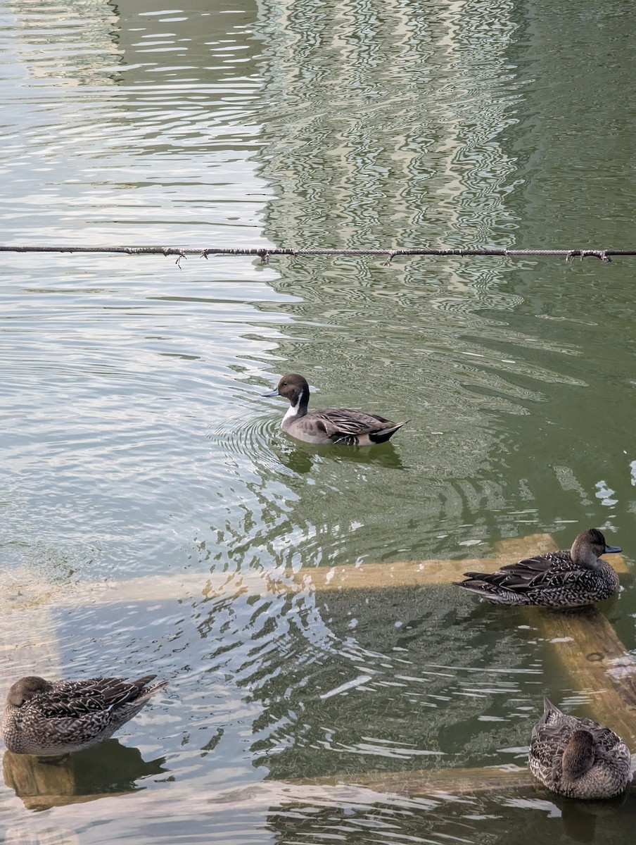 Northern Pintail - ML647559672