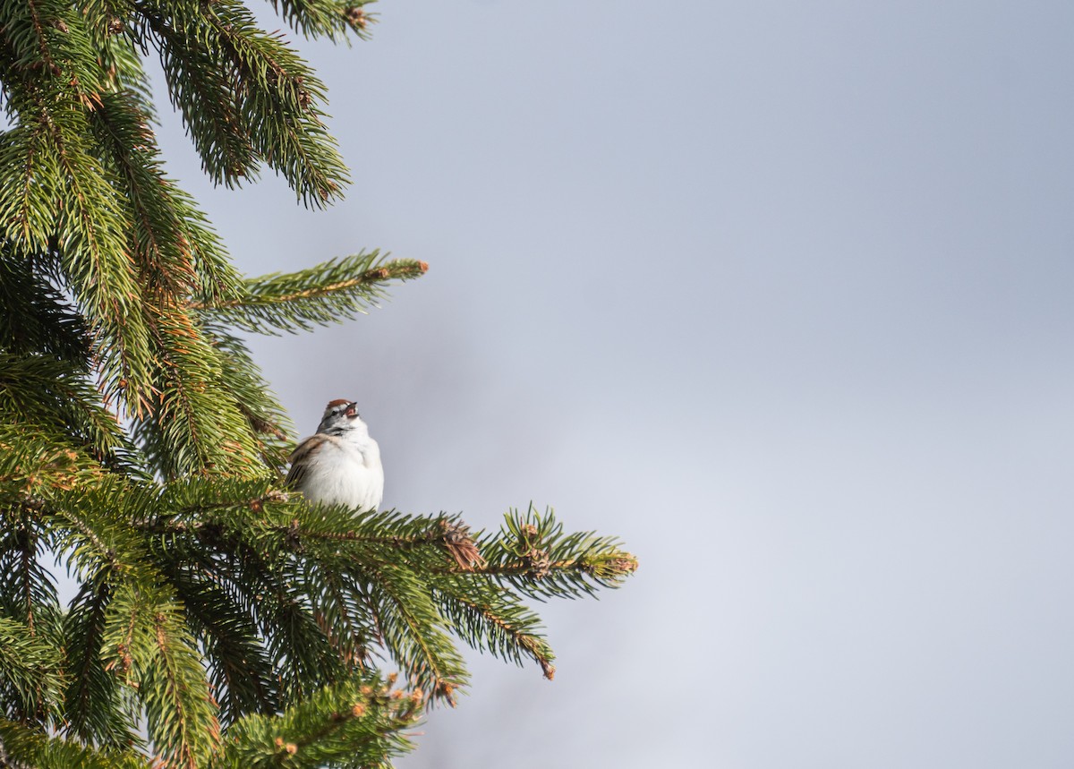 Bruant familier - ML647559674