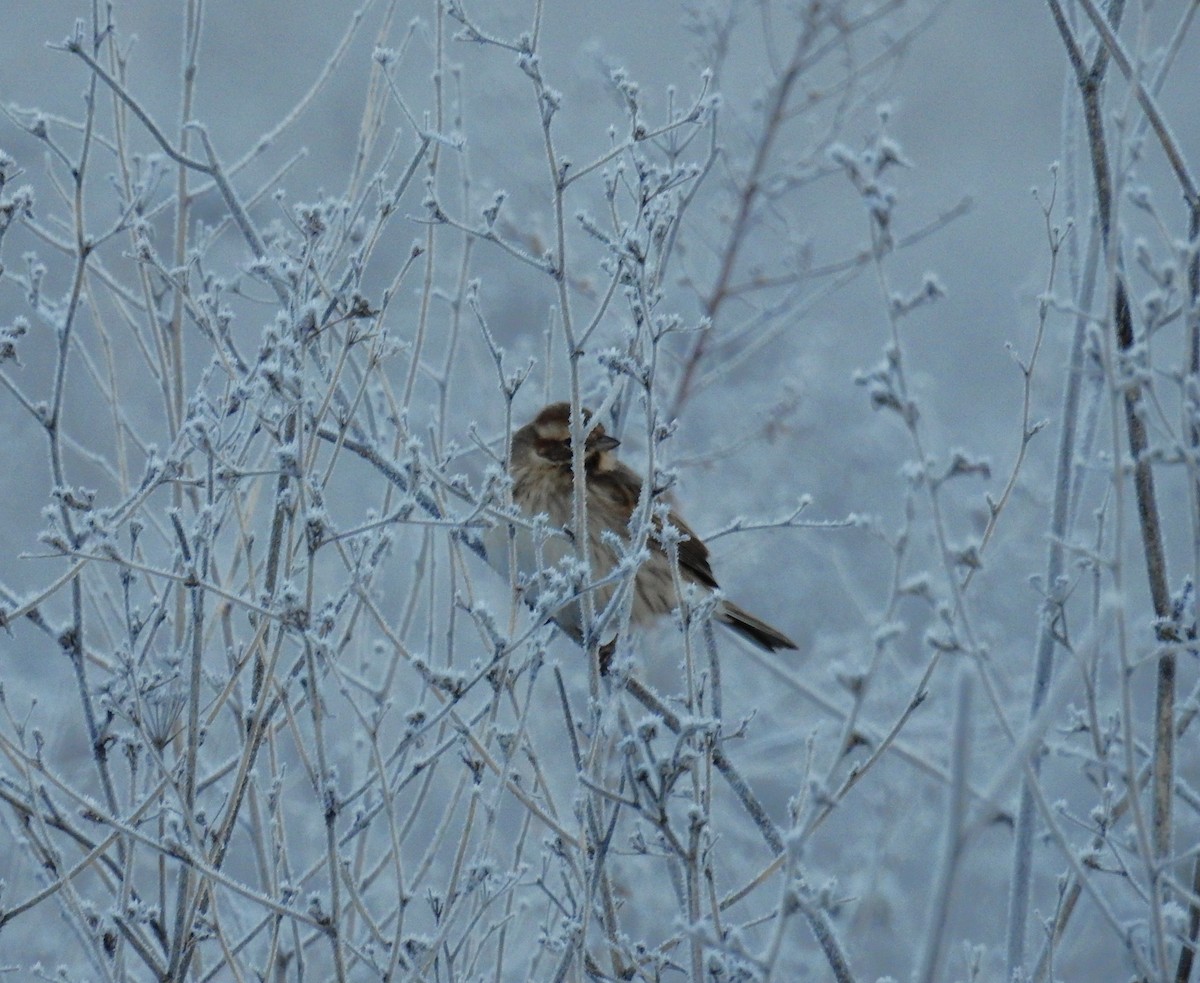 Reed Bunting - ML647559680