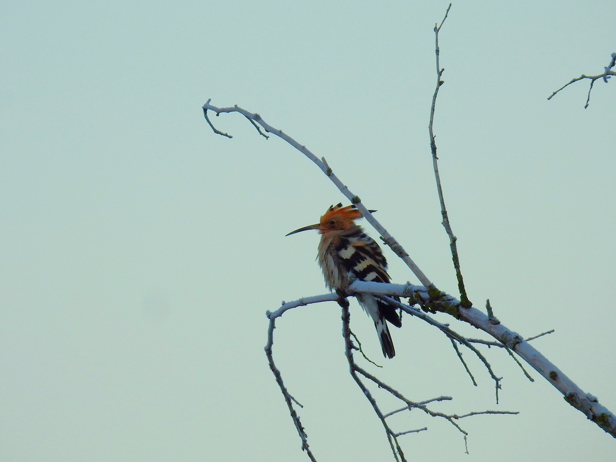 Common Hoopoe - ML647559681