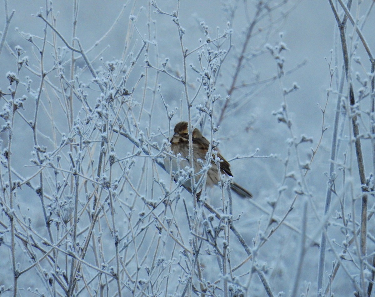 Reed Bunting - ML647559683