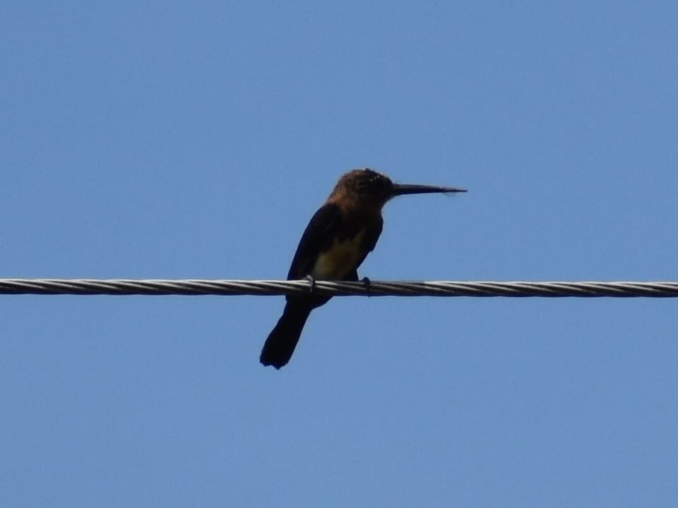 Brown Jacamar - ML647559695