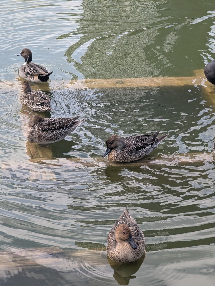 Northern Pintail - ML647559696