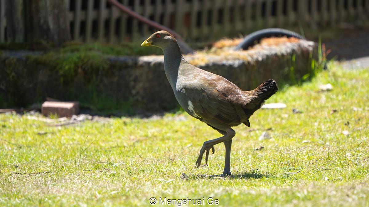 slípka tasmánská - ML647559718