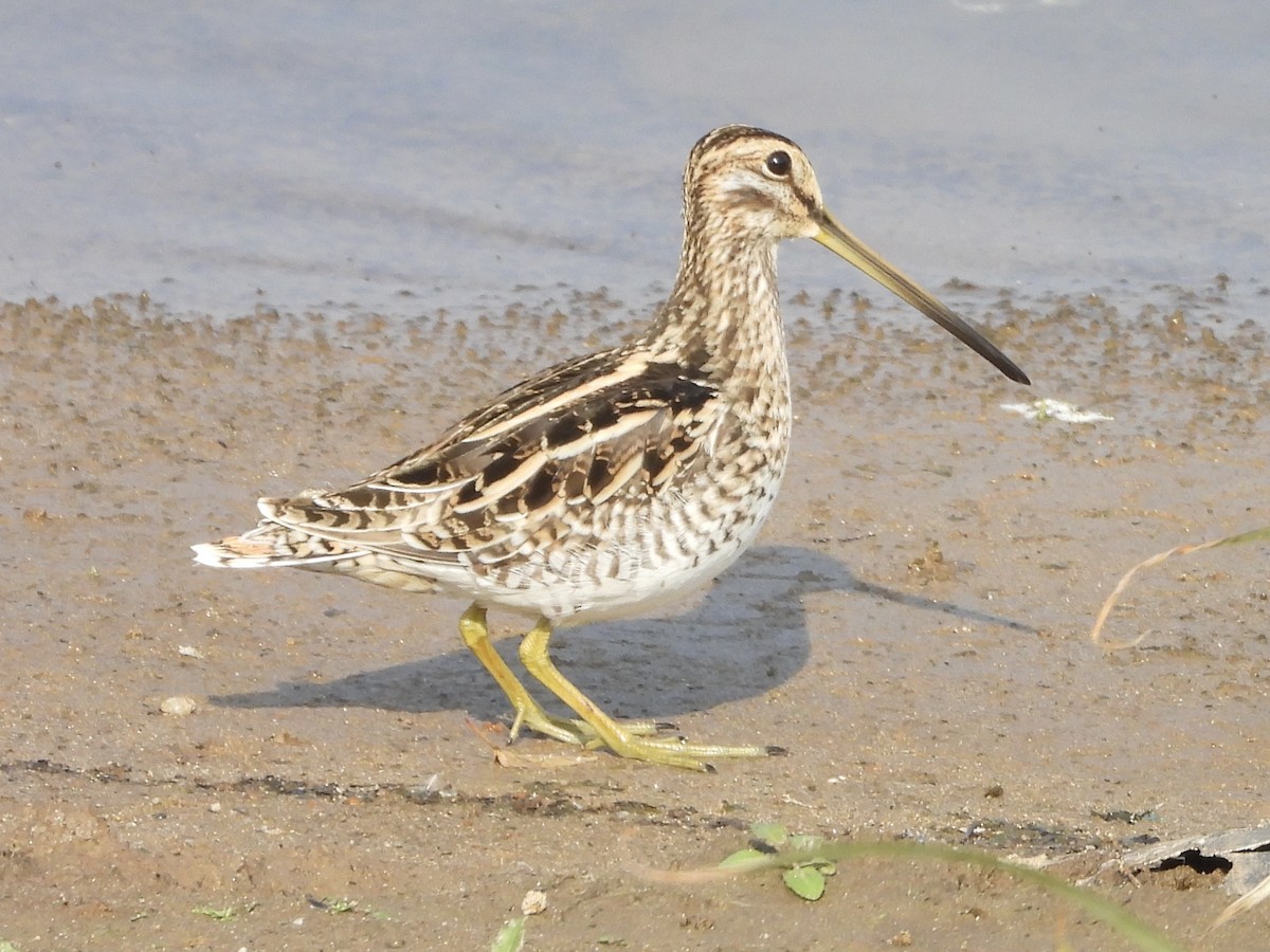 חרטומית ביצות - ML647559721