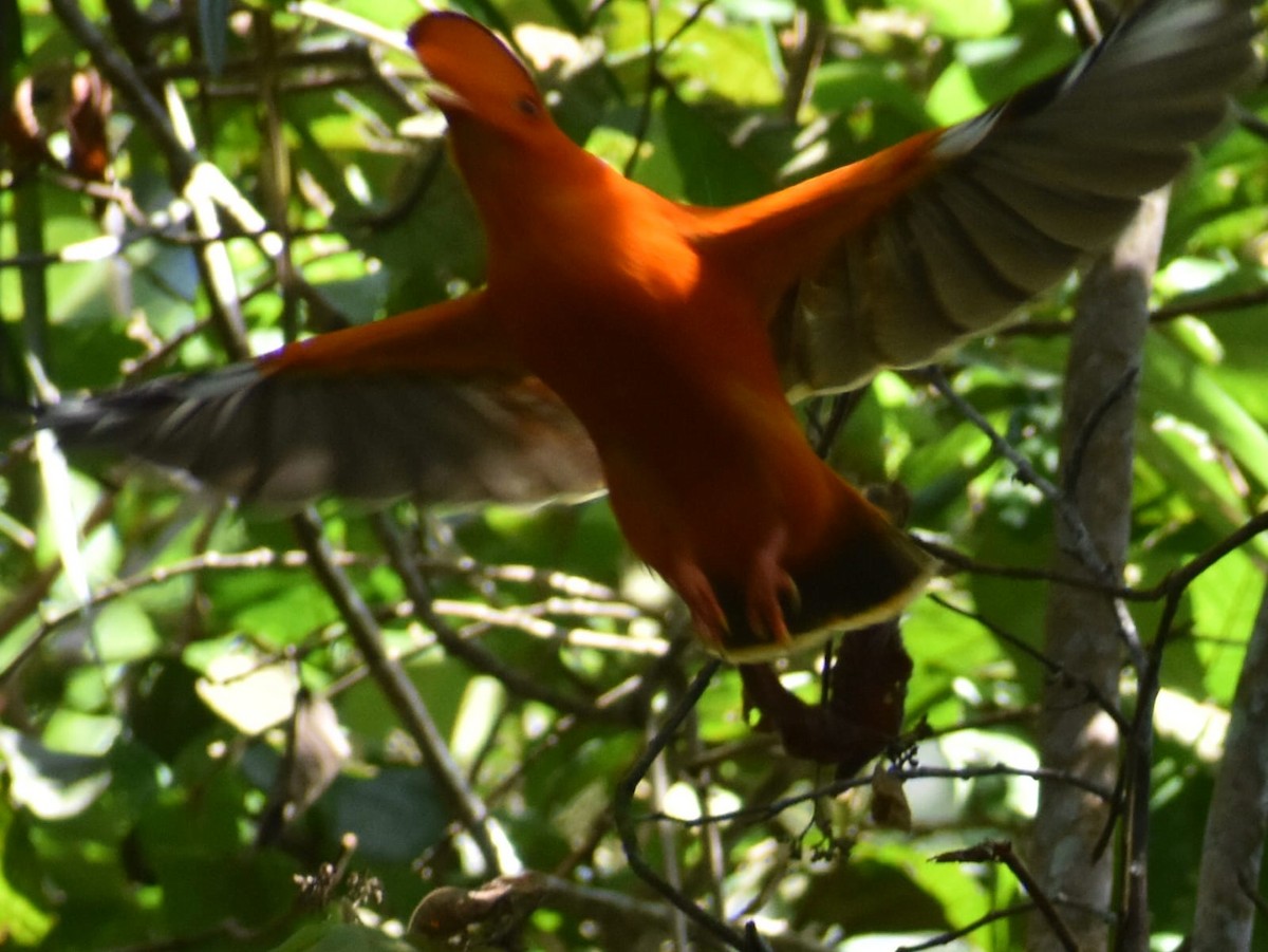 Guianan Cock-of-the-rock - ML647559740