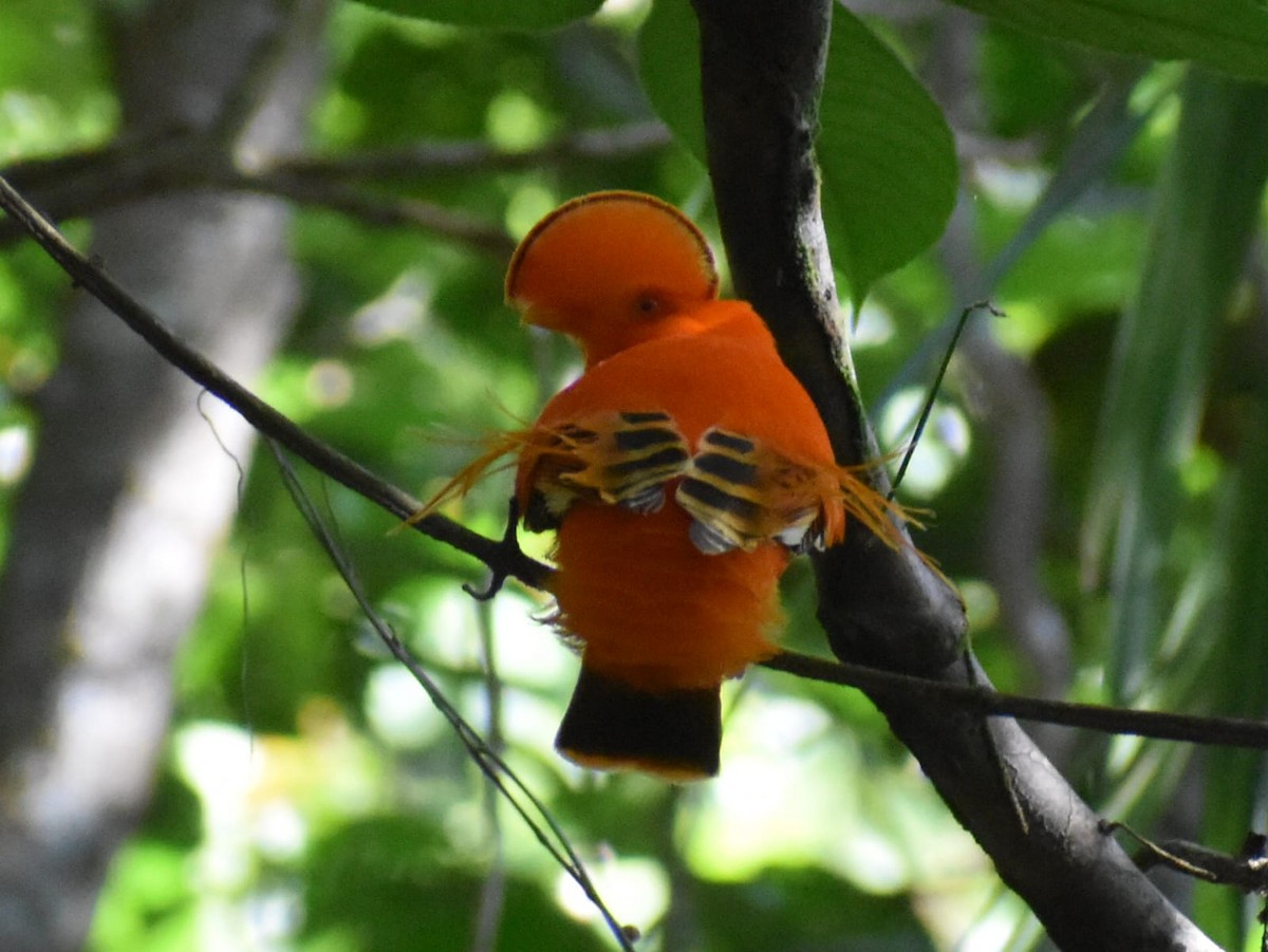 Guianan Cock-of-the-rock - ML647559741