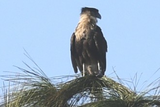 Crested Caracara (Northern) - ML647559760