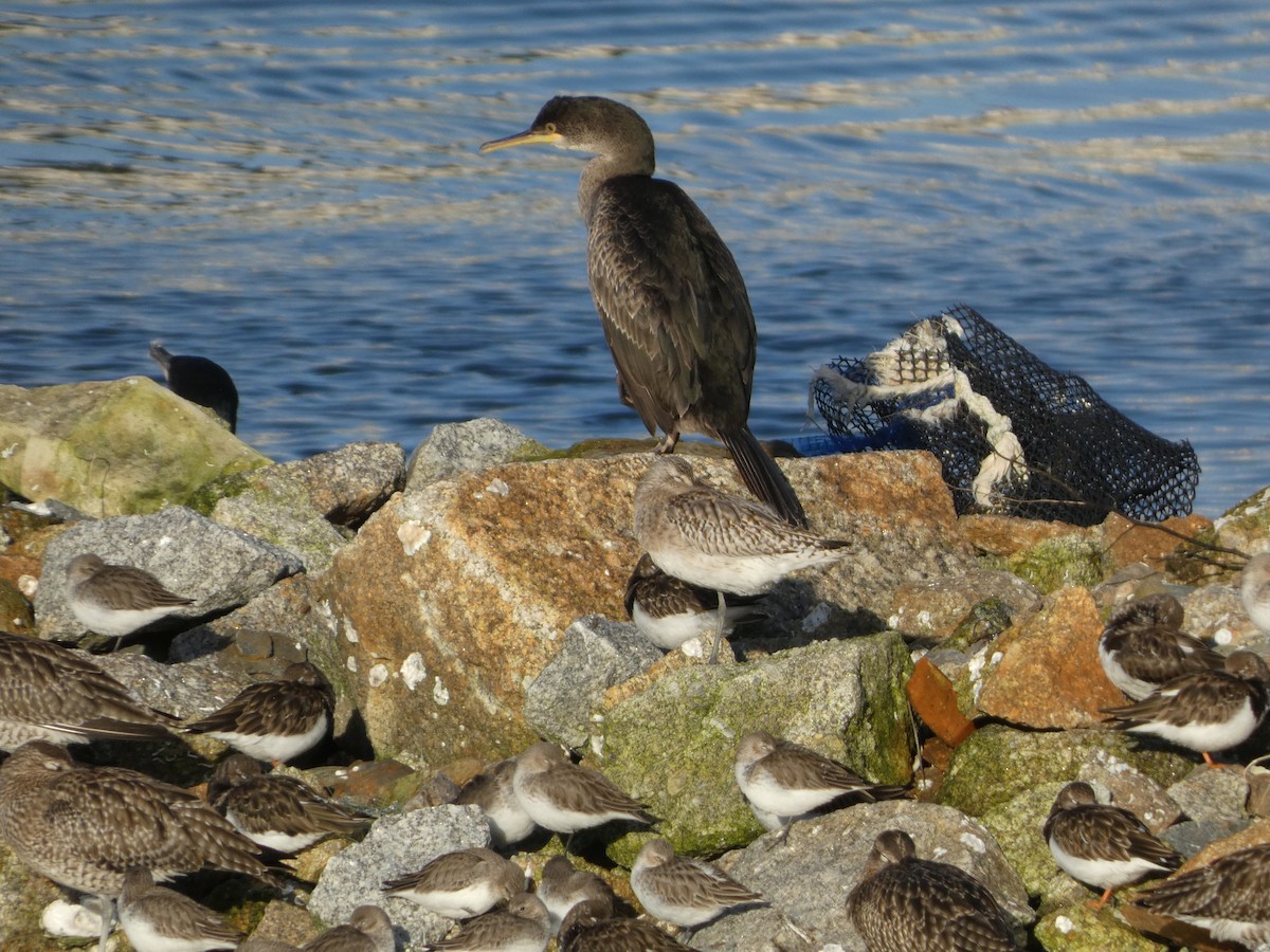 European Shag (Atlantic) - ML647559771