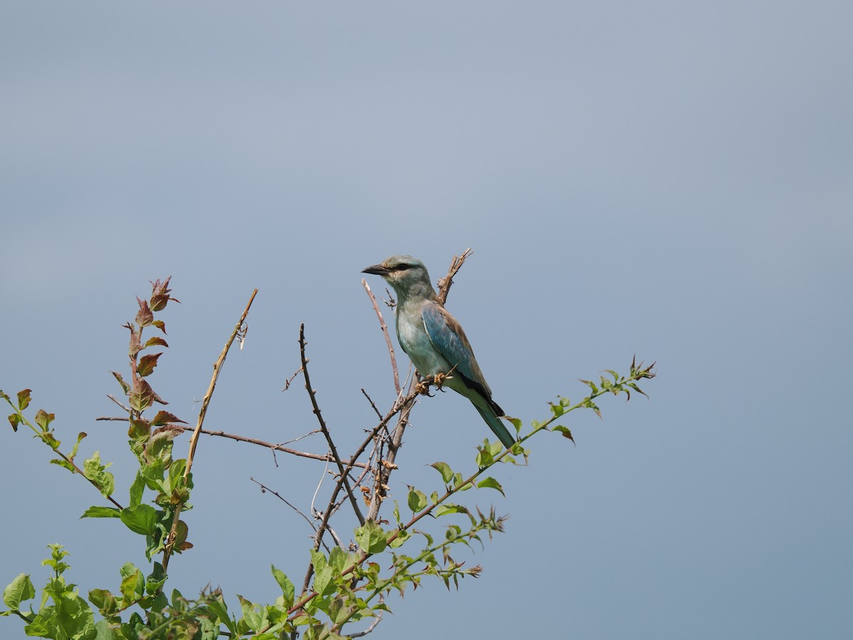 mandelík hajní - ML647559775