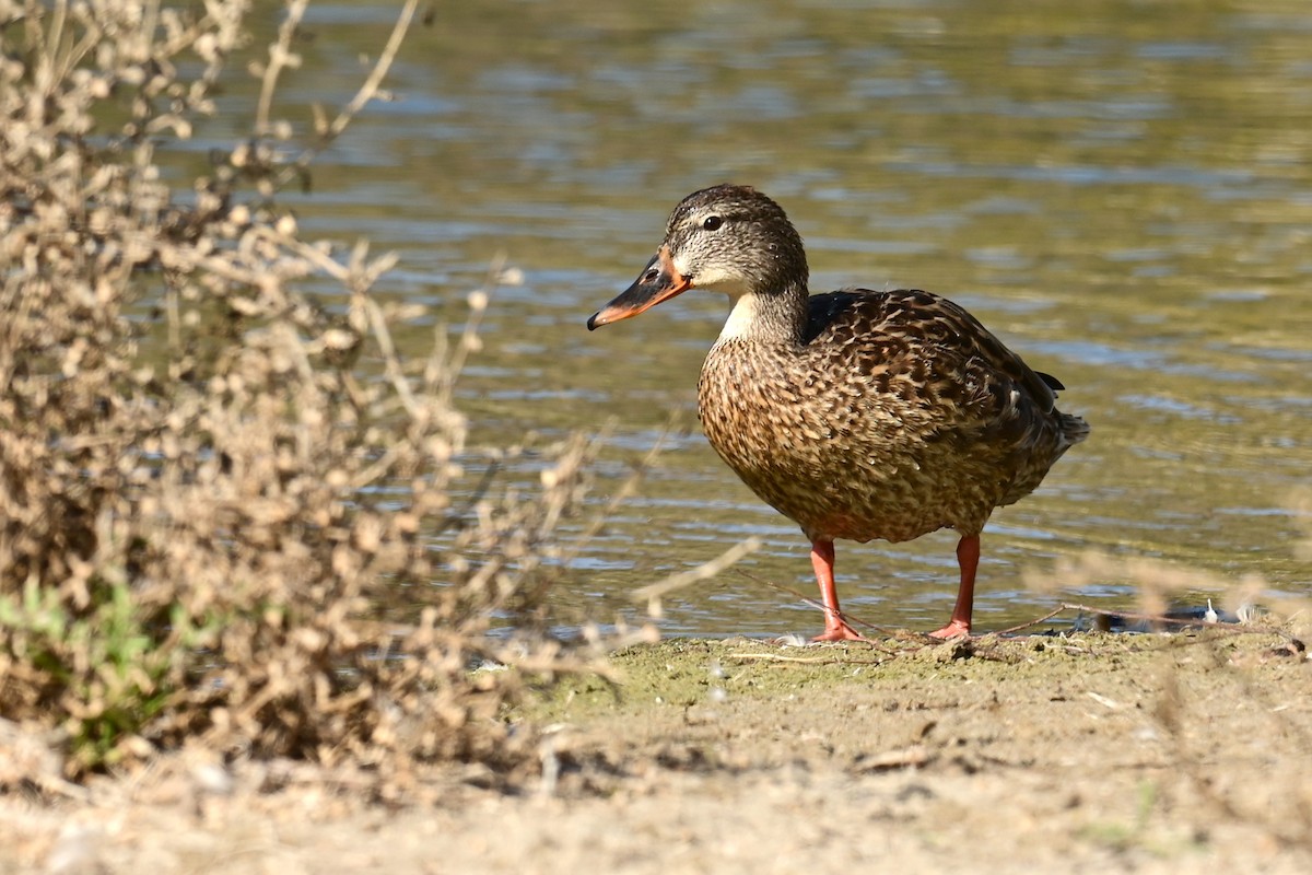 Mallard - ML647559781