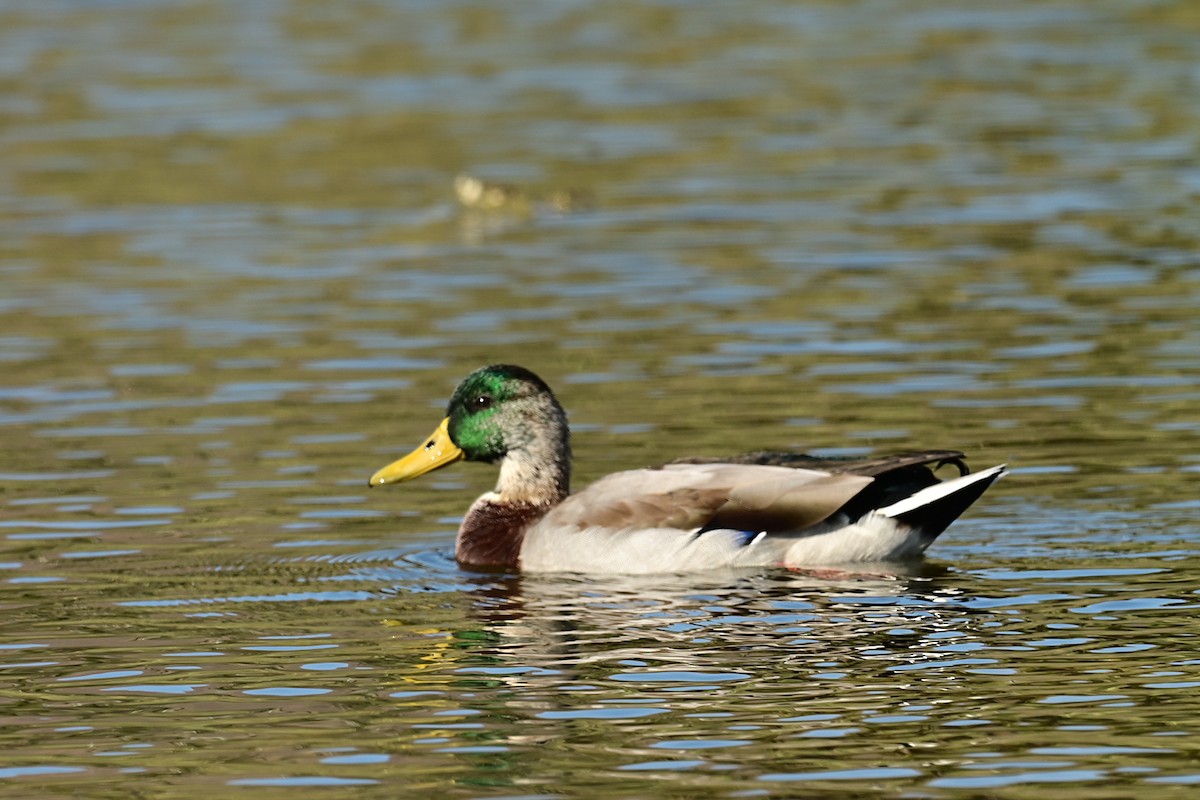 Mallard - ML647559782