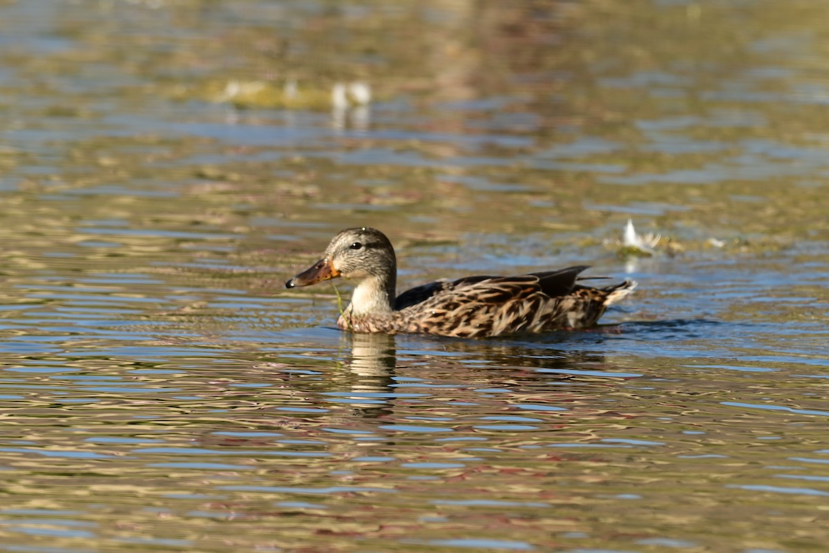 Mallard - ML647559783