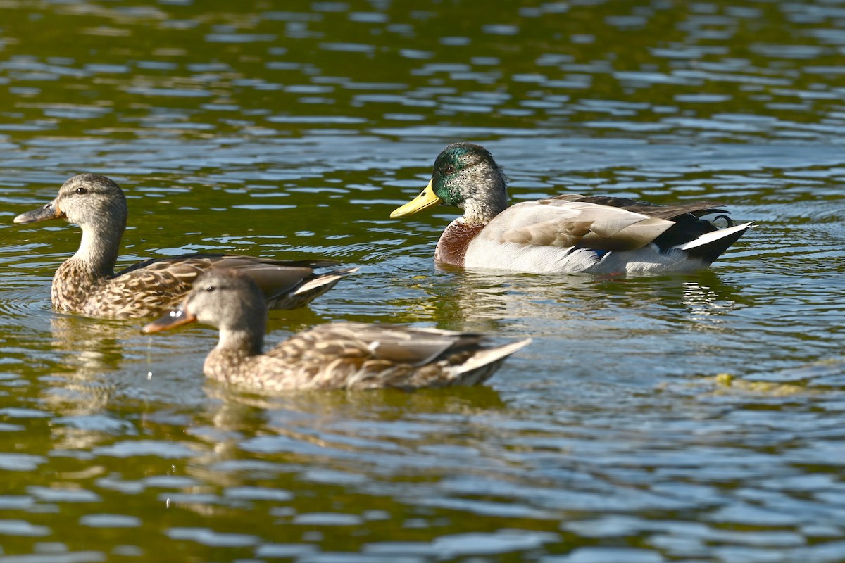 Mallard - ML647559784