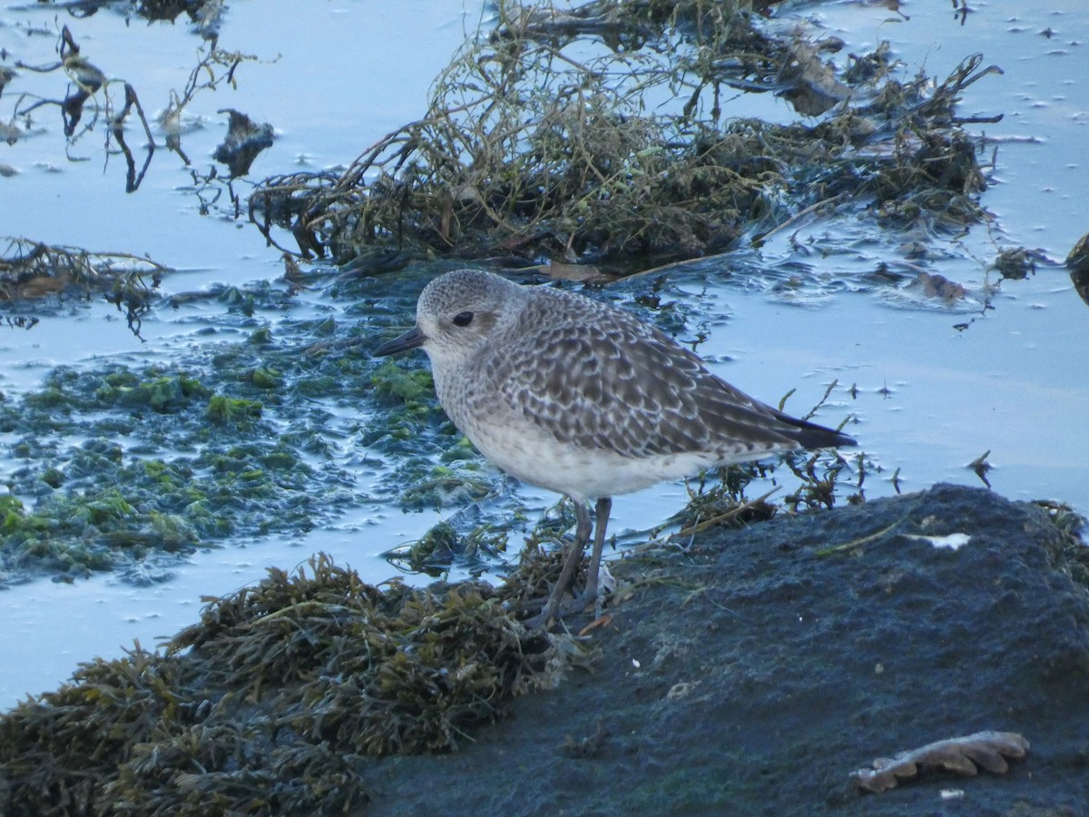 Black-bellied Plover - ML647559787