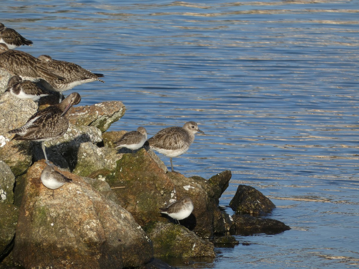 Black-bellied Plover - ML647559788